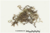 藏品(小蔓苔)的圖片